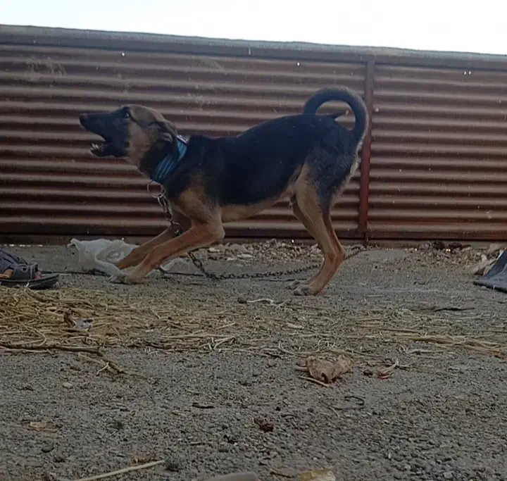 واگذاری سگ|سگ|خمینیشهر, |دیوار