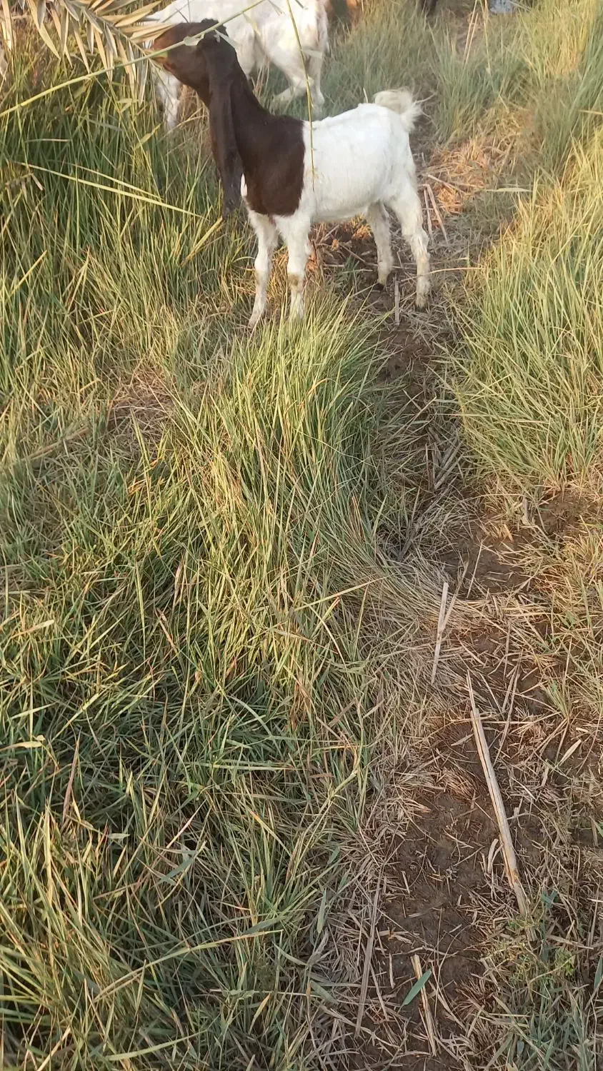 بز ماده افغانی|حیوانات مزرعه|خرمشهر, |دیوار