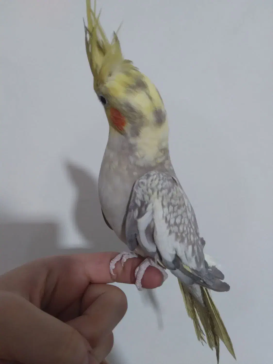 عروس هلندی ماده مرواریدی|پرنده|رشت, پیرسرا|دیوار