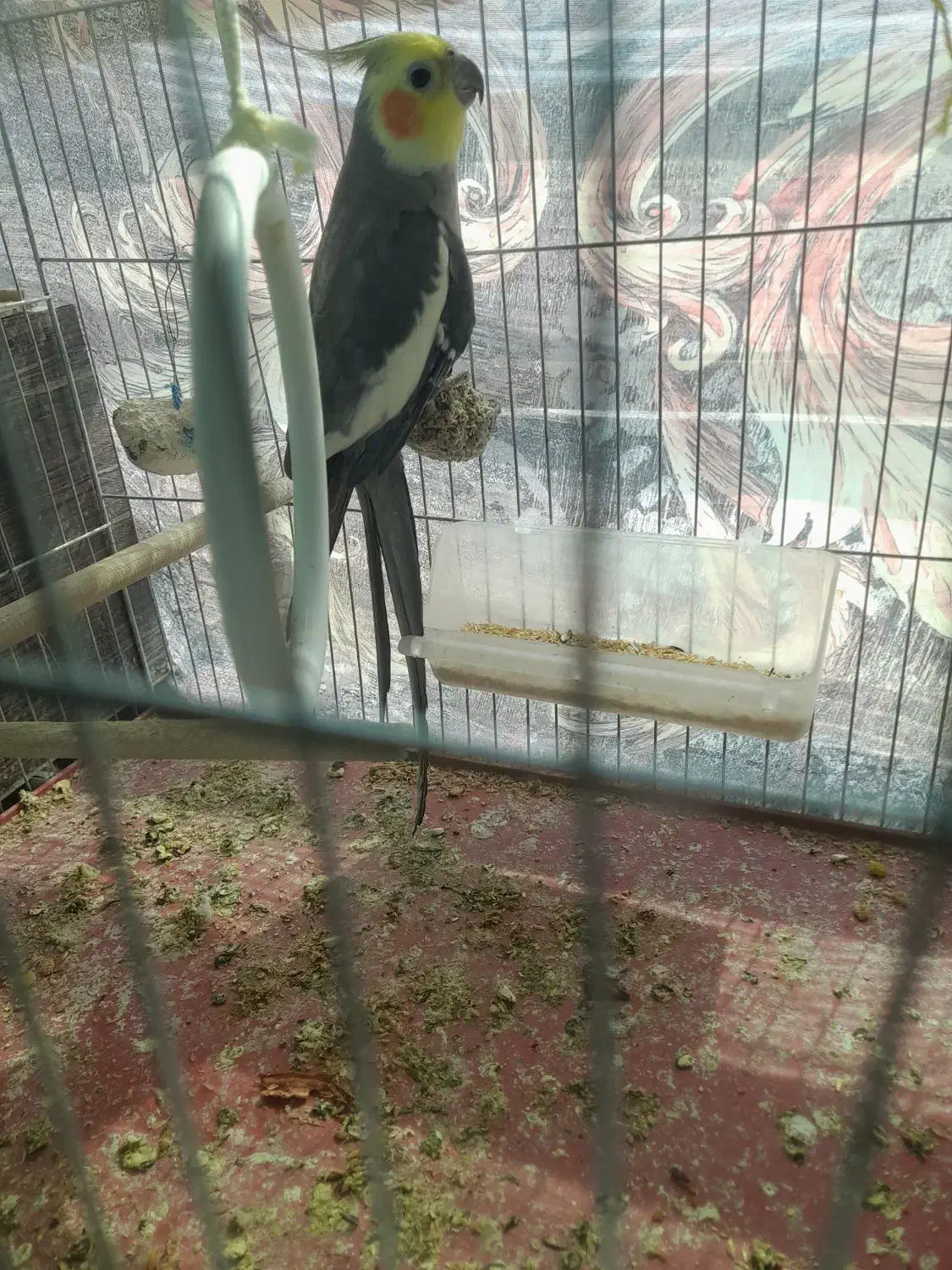 عروس هلندی نر|پرنده|رابر, |دیوار