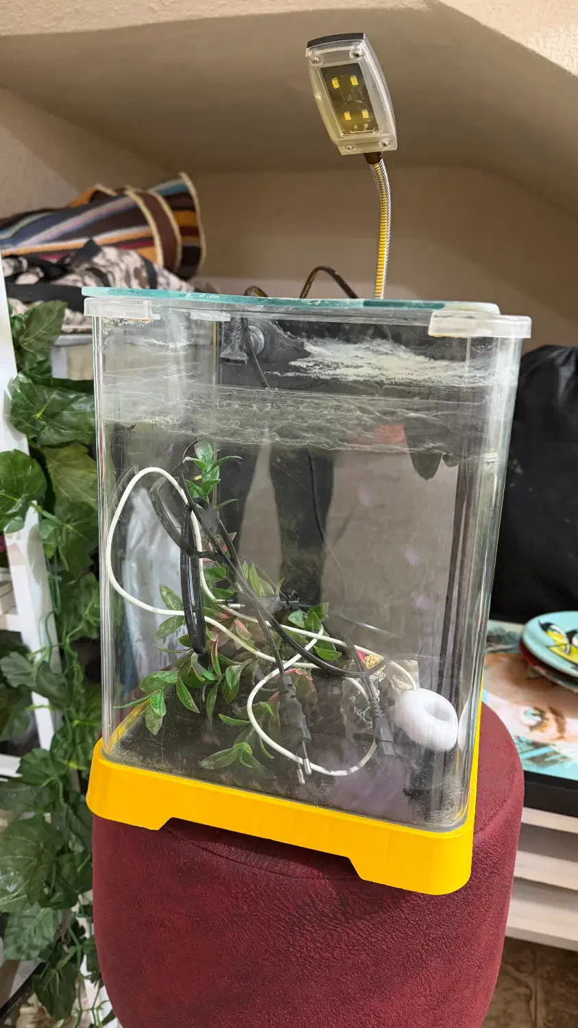 آکواریوم کوچیک|ماهی|لاهیجان, طالقانی|دیوار