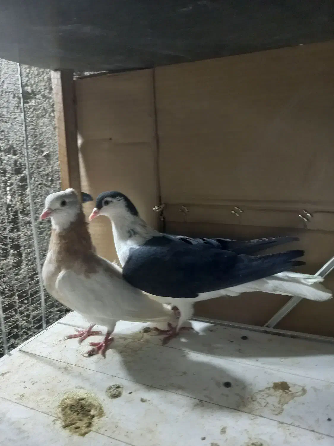 کفتر صید|پرنده|مشهد, چهنو|دیوار