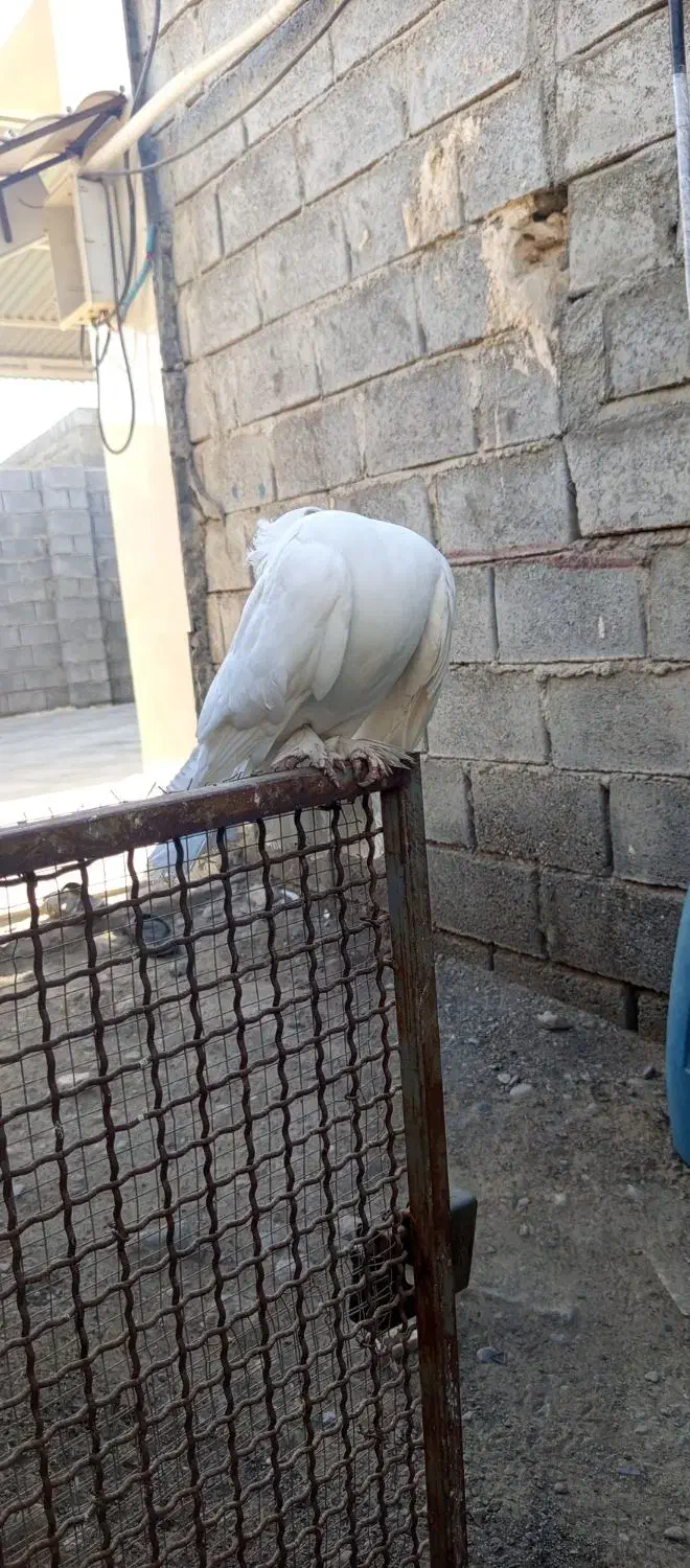 کبوتر تزئینی|پرنده|میناب, |دیوار