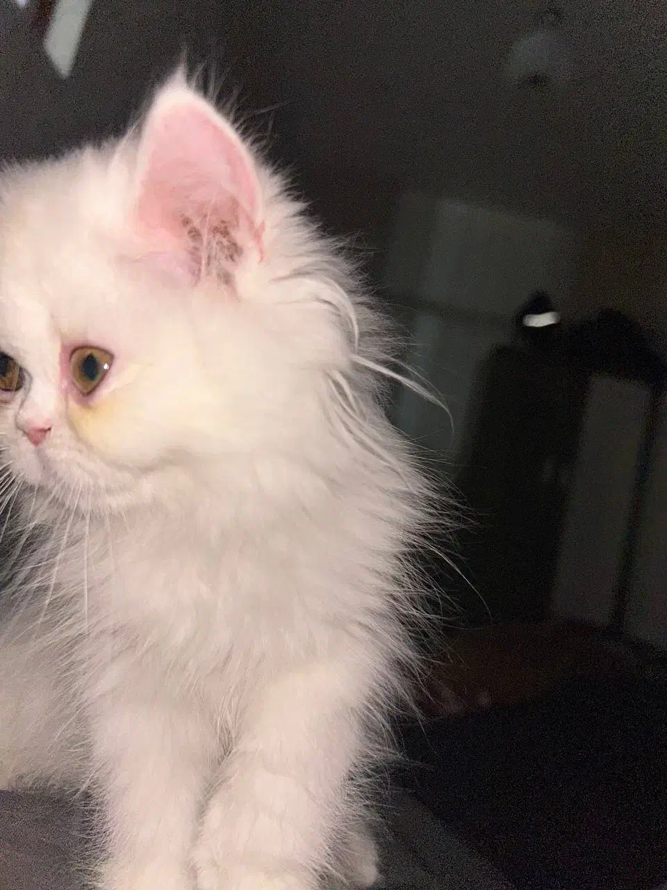 پرشین سوپر فلت ۳ ماهه انگل تراپی واکسن زده شده|گربه|اردبیل, |دیوار