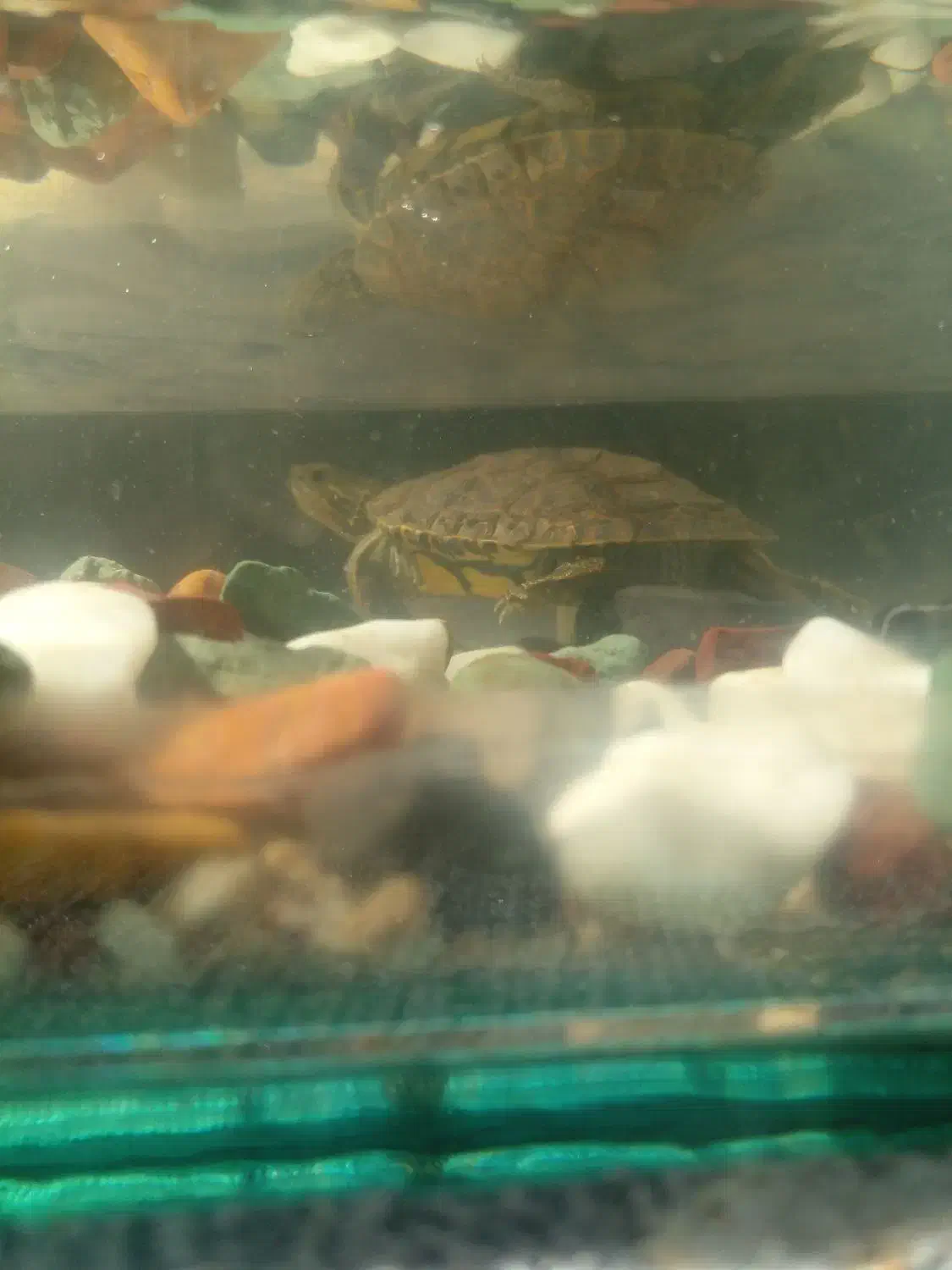 دوزیست هم تو اب هم تو خشکی|خزنده|تربتحیدریه, یحیی آباد|دیوار