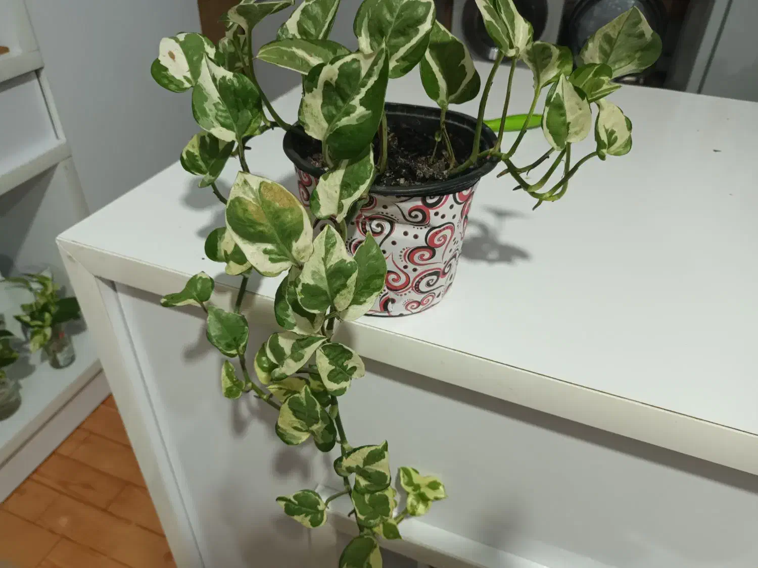 انواع گل|گل و گیاه طبیعی|تالش, هشتپر|دیوار