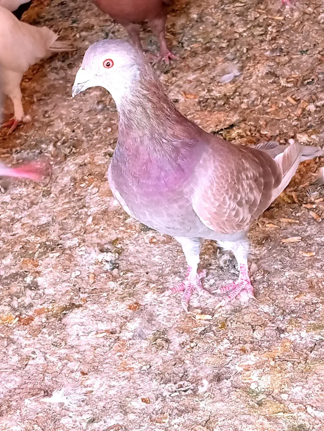 کفتر اتیغه|پرنده|شیراز, نارنجستان|دیوار