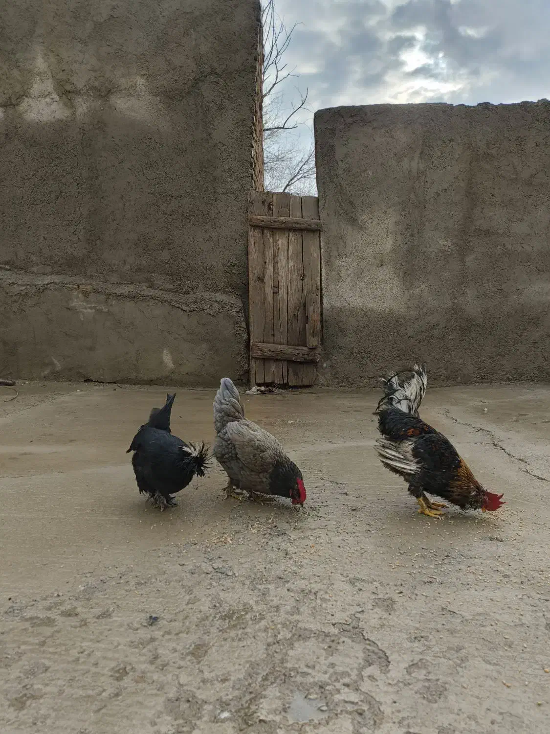 مرغ و خروس محلی|حیوانات مزرعه|بشاریات, |دیوار