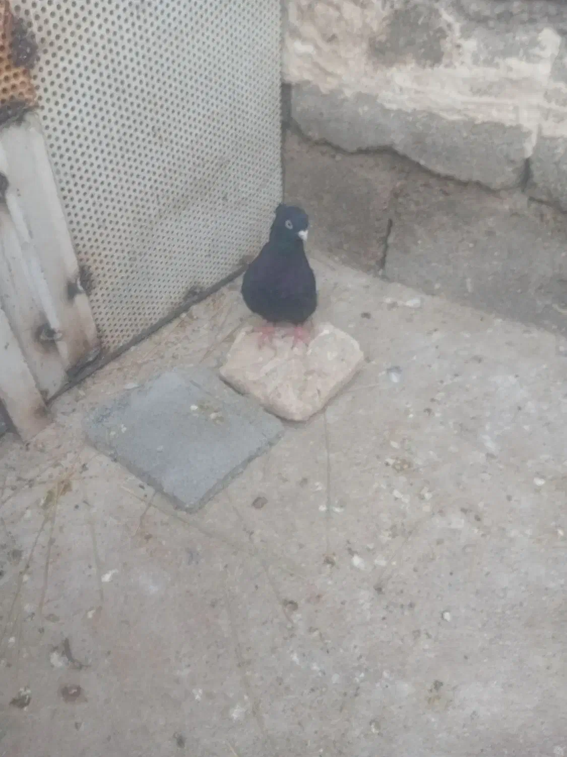 کبوتر|پرنده|ایذه, |دیوار