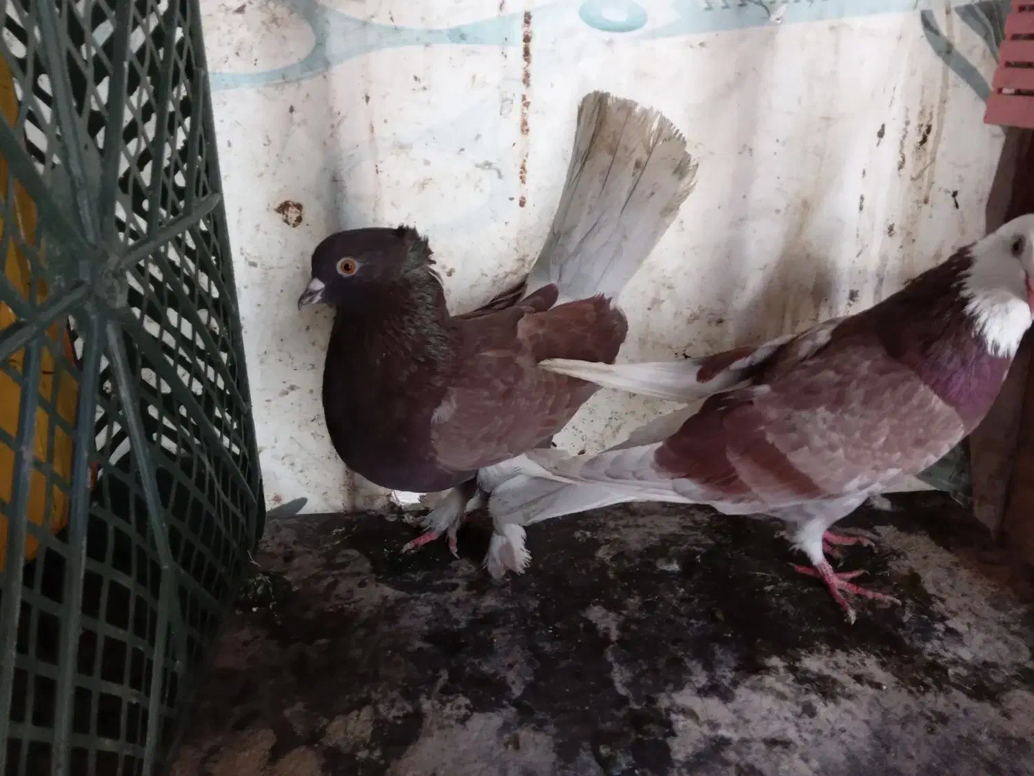 با سلام خدمت دوستان عزیز و عشق باز|پرنده|رشت, گیل|دیوار