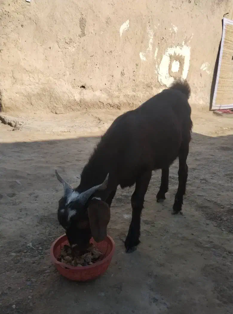 بزغاله|حیوانات مزرعه|هامون, |دیوار