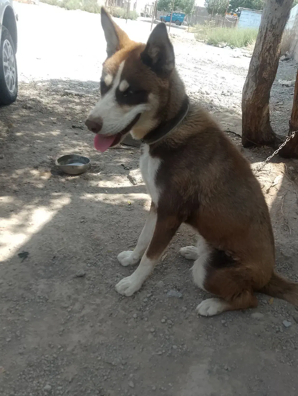 این سگ گم شده به یابنده مژدگانی داده میشود|سگ|جیرفت, |دیوار