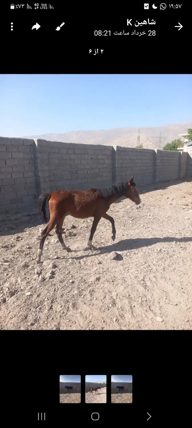 کره اسب  گمشده|حیوانات|دورود, |دیوار