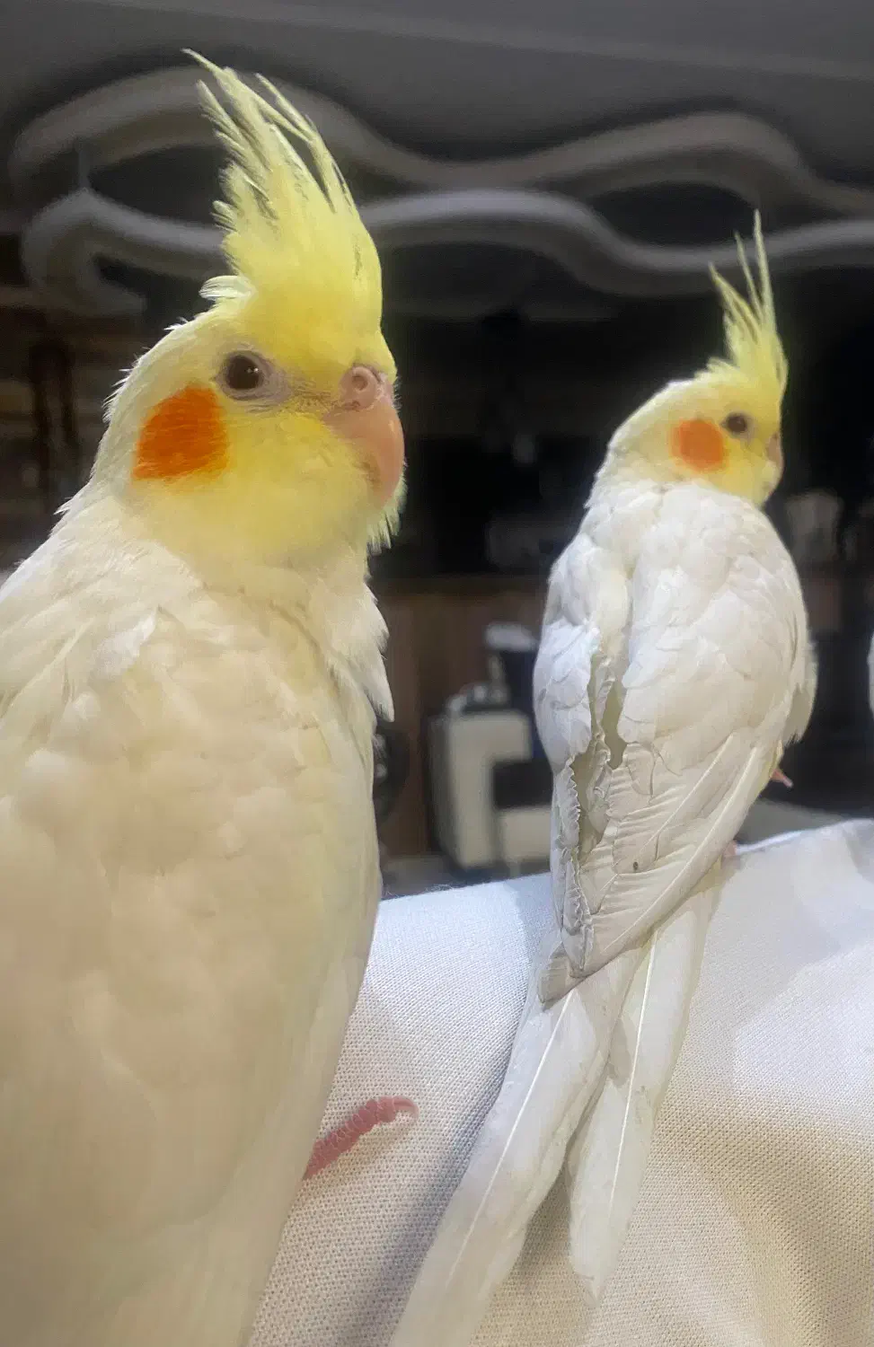 جوجه عروس هلندی|پرنده|شیراز, صنایع الکترونیک|دیوار