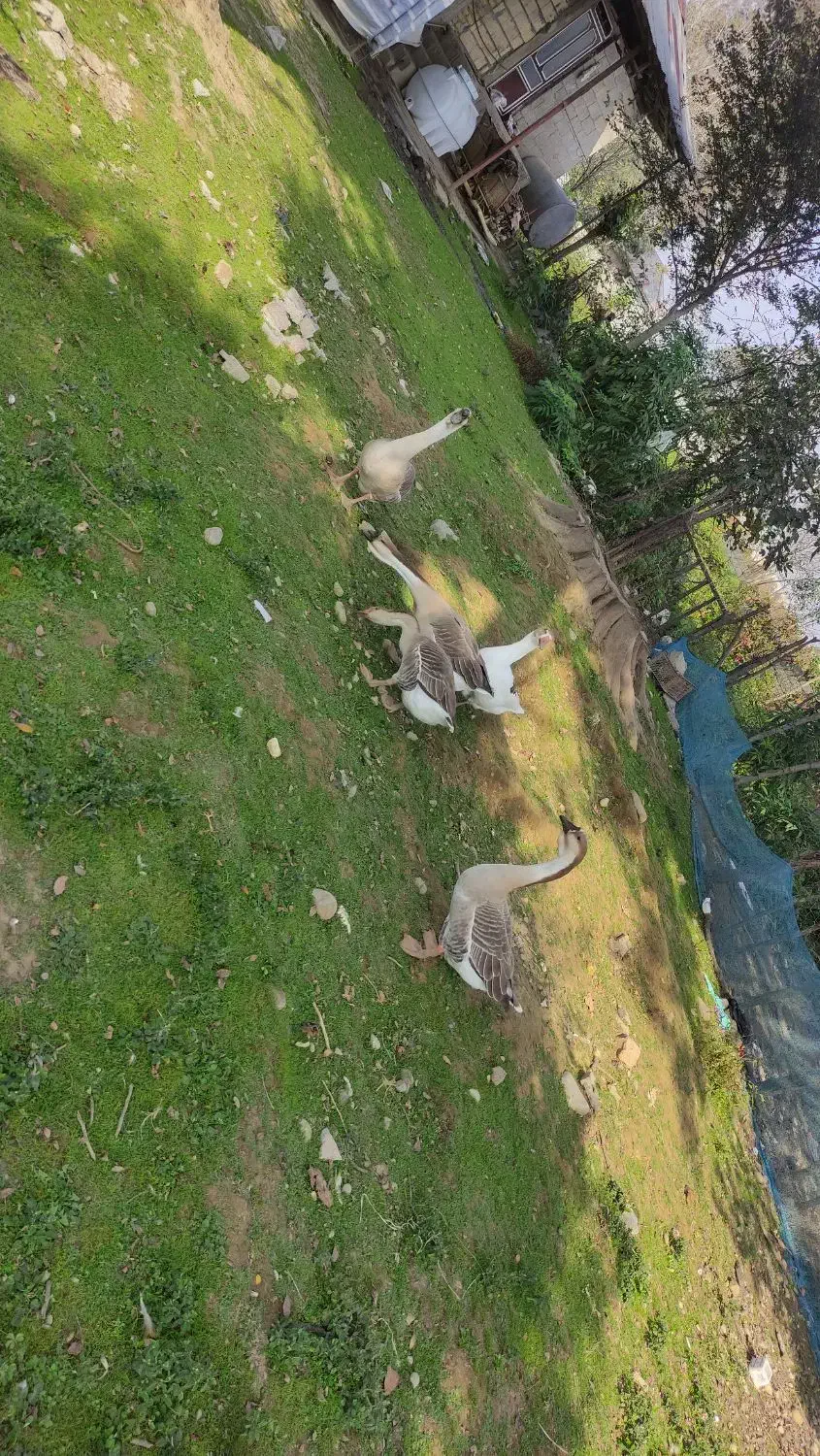 فروش قوغاز محلی|حیوانات مزرعه|ماکلوان, |دیوار