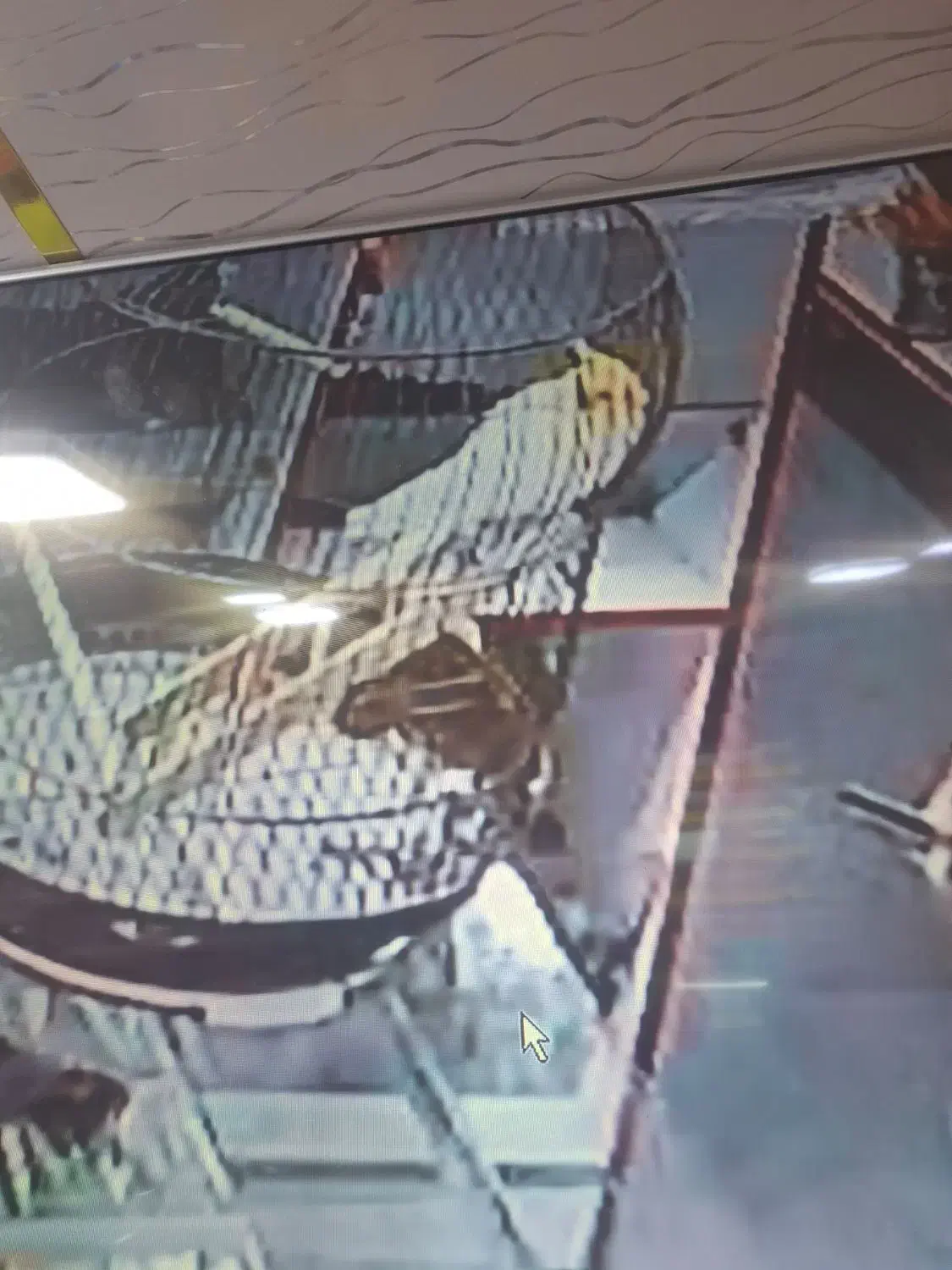 گمشده عروس هلندی زرد|حیوانات|بندر ماهشهر, |دیوار