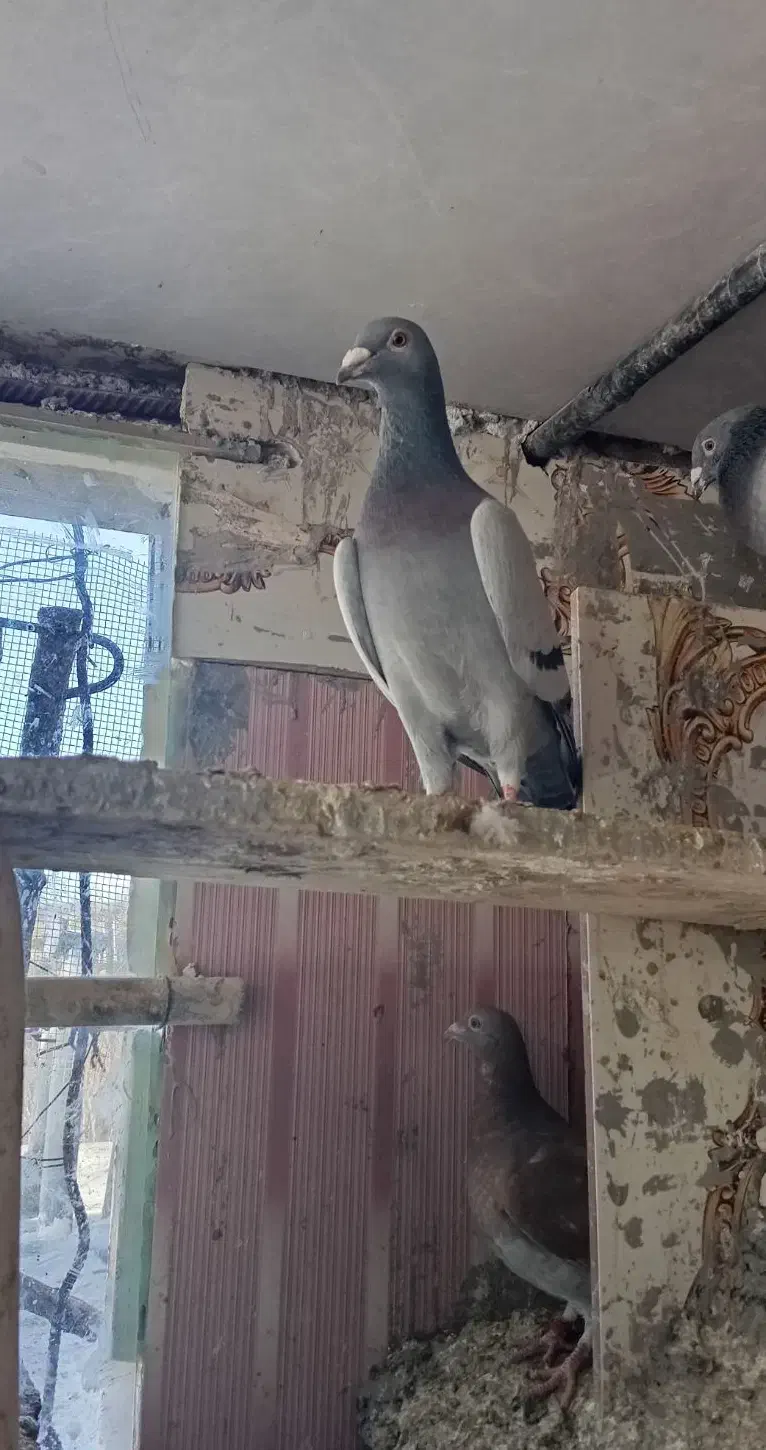 کبوتر سبز|پرنده|درمیان, |دیوار