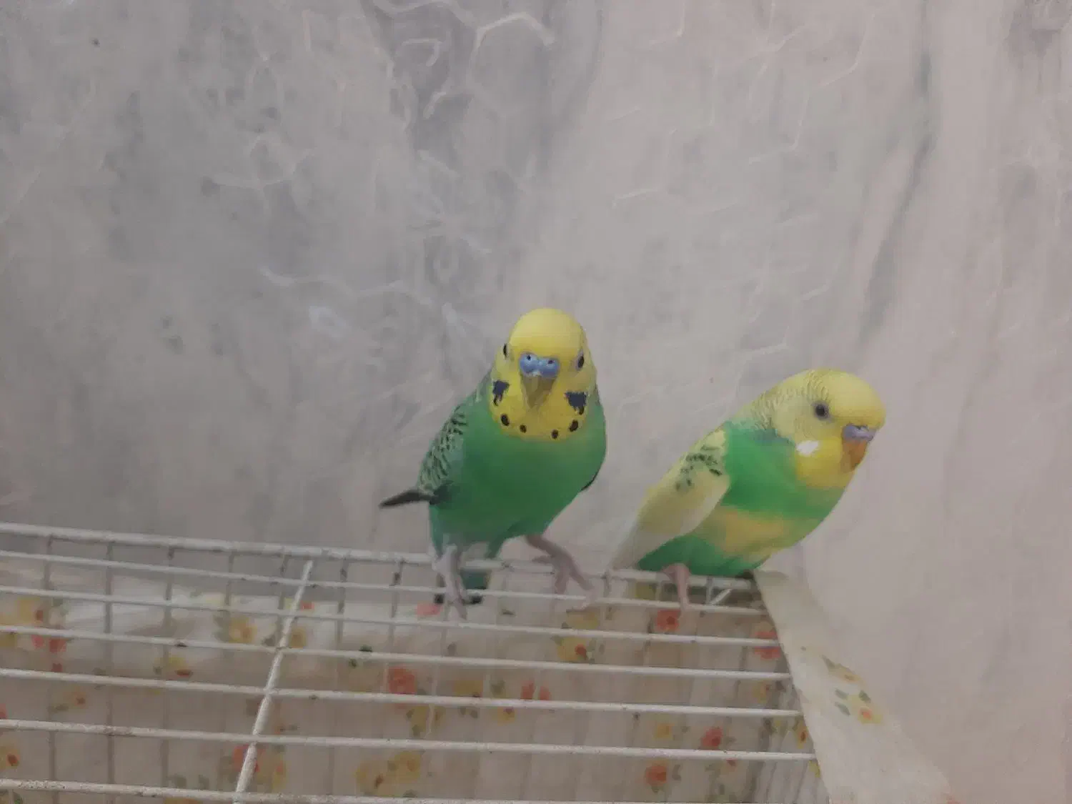 مرغ عشق|پرنده|مشهد, حجت|دیوار