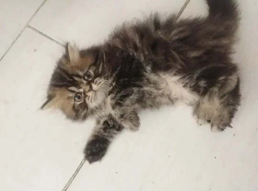 بریتیش بریتیش لانگ هیر|گربه|قم, باسکول|دیوار