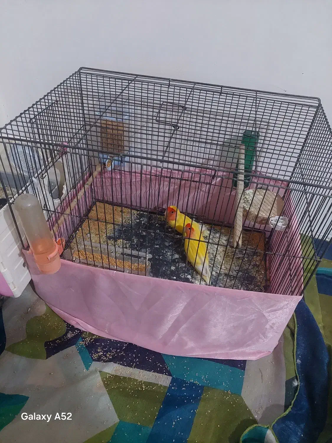 طوطی|پرنده|رودهن, |دیوار