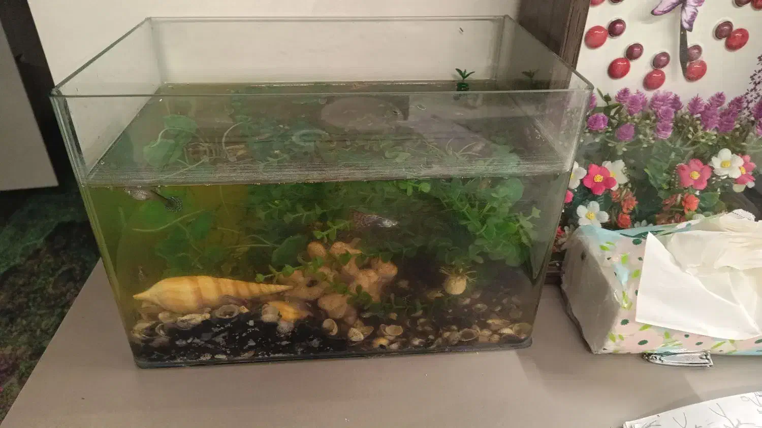 آکواریوم شرکتی محدب|ماهی|مشهد, جاهد شهر|دیوار