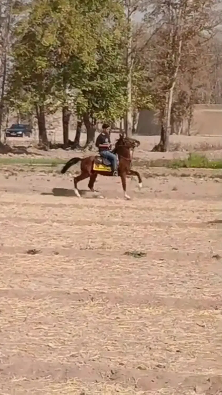 کره نریان شجره دار و سواری دار|اسب و تجهیزات اسبسواری|خمینیشهر, |دیوار