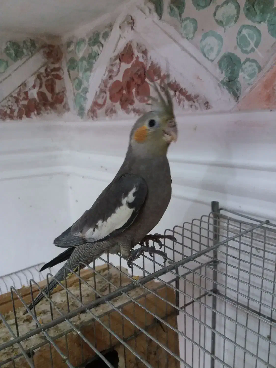 جوجه عروس هلندی دوماهه|پرنده|لاهیجان, آهندان|دیوار