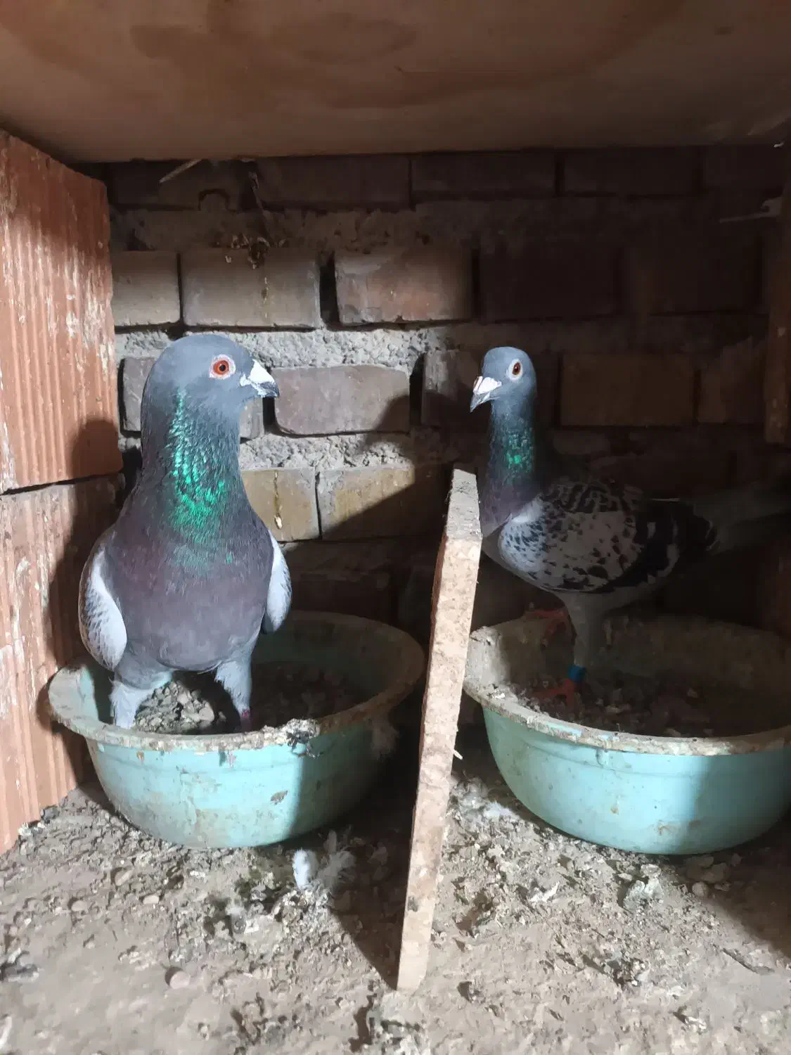 ۱ جفت آلمانی و چند تا رنگی|پرنده|گنبد کاووس, |دیوار