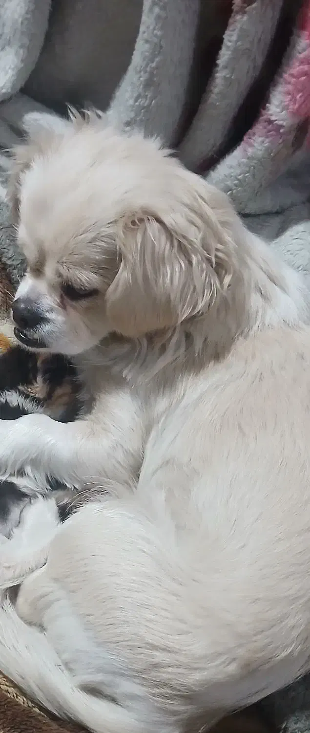 سگ گمشده|حیوانات|تهران, سبلان (لشگر)|دیوار