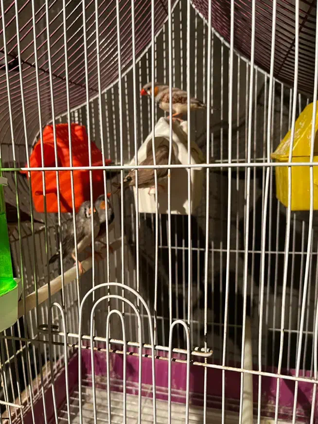 سه جفت فنچ مولد با قفس|پرنده|تهران, اتابک|دیوار