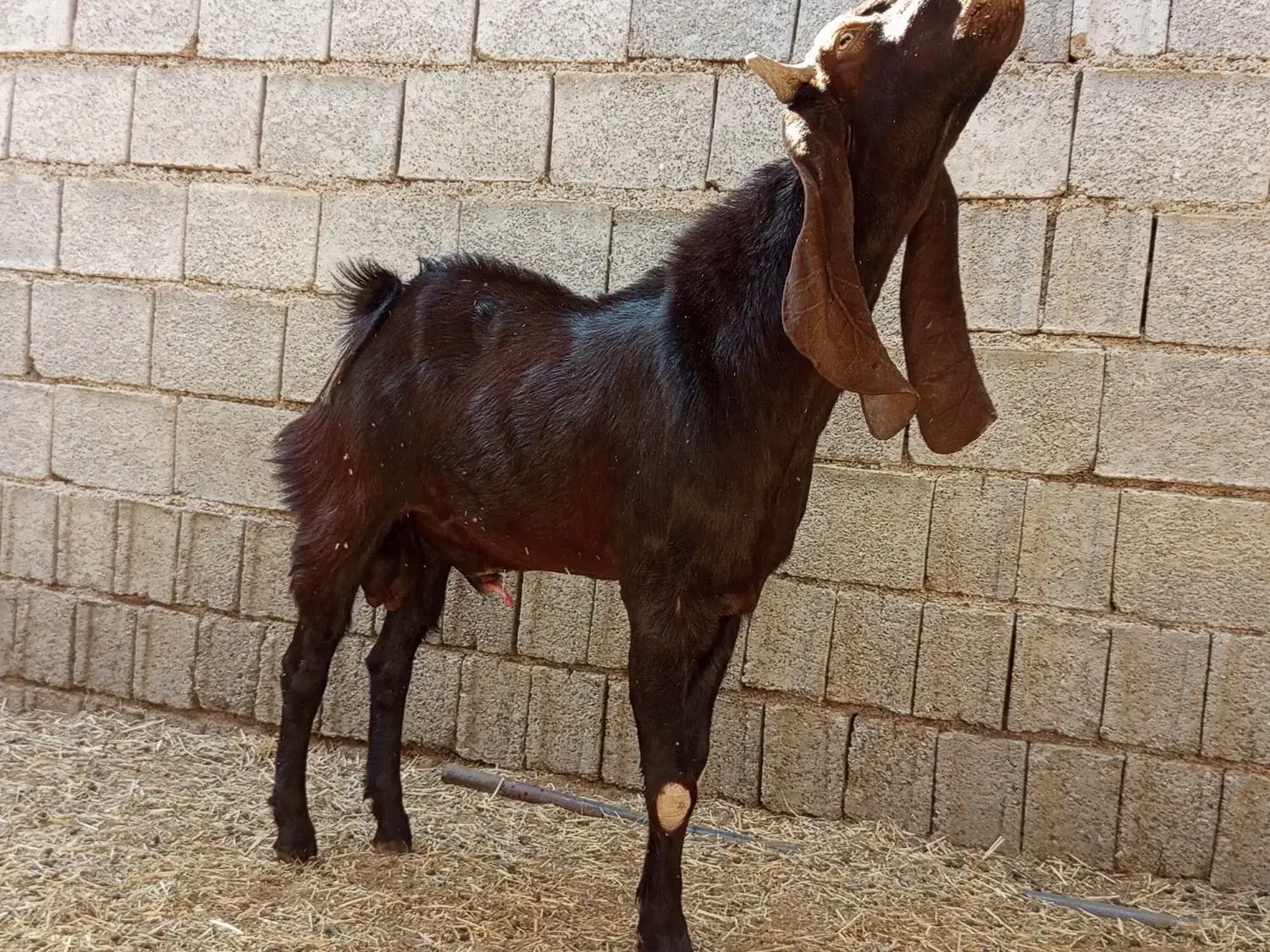 پازن|حیوانات مزرعه|برازجان, |دیوار