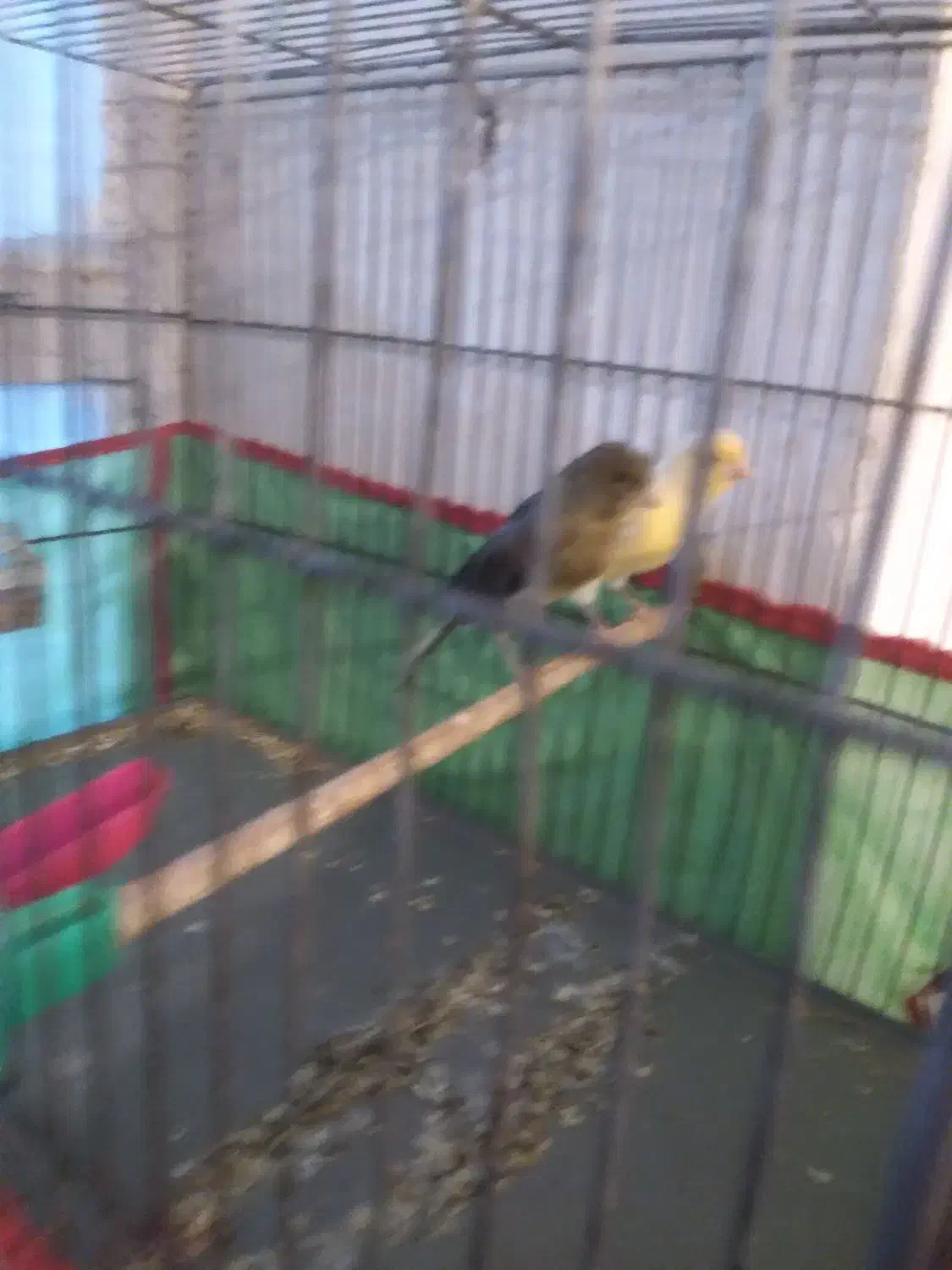 قناری ماده|پرنده|ماهان, |دیوار