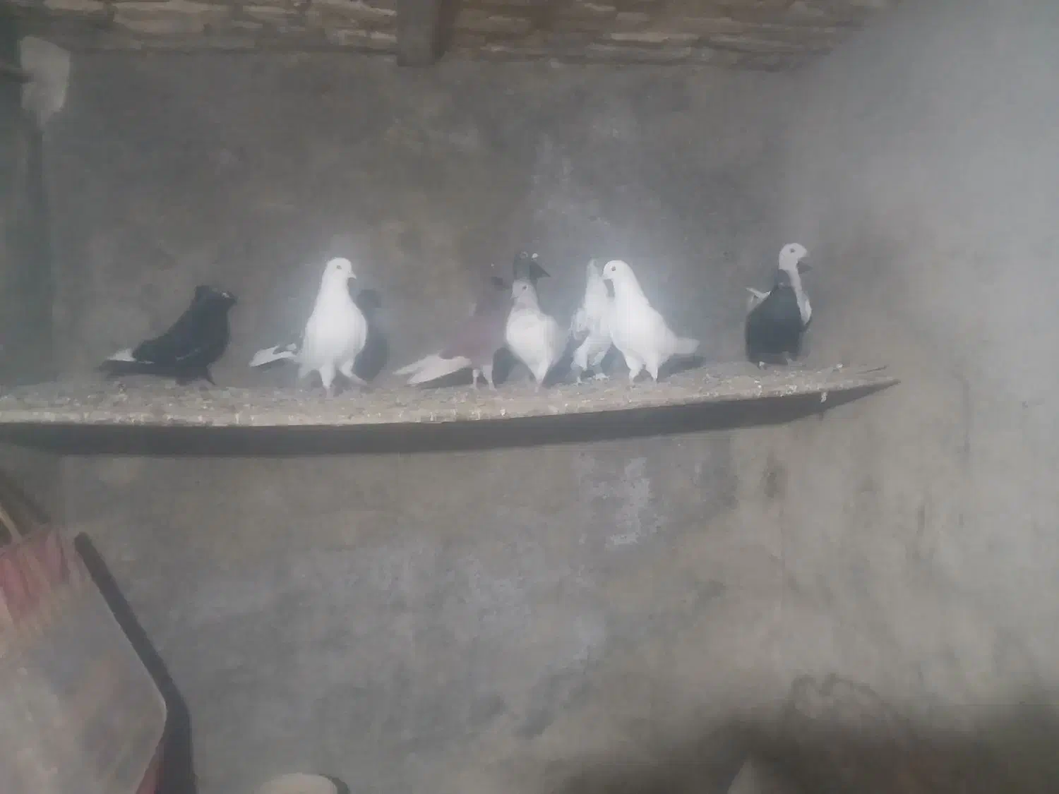 کفتر|پرنده|بشاریات, |دیوار