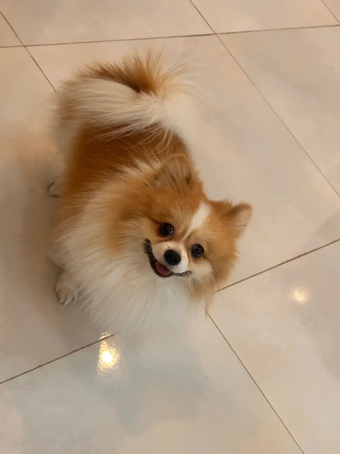 پامر|سگ|رشت, فلسطین|دیوار