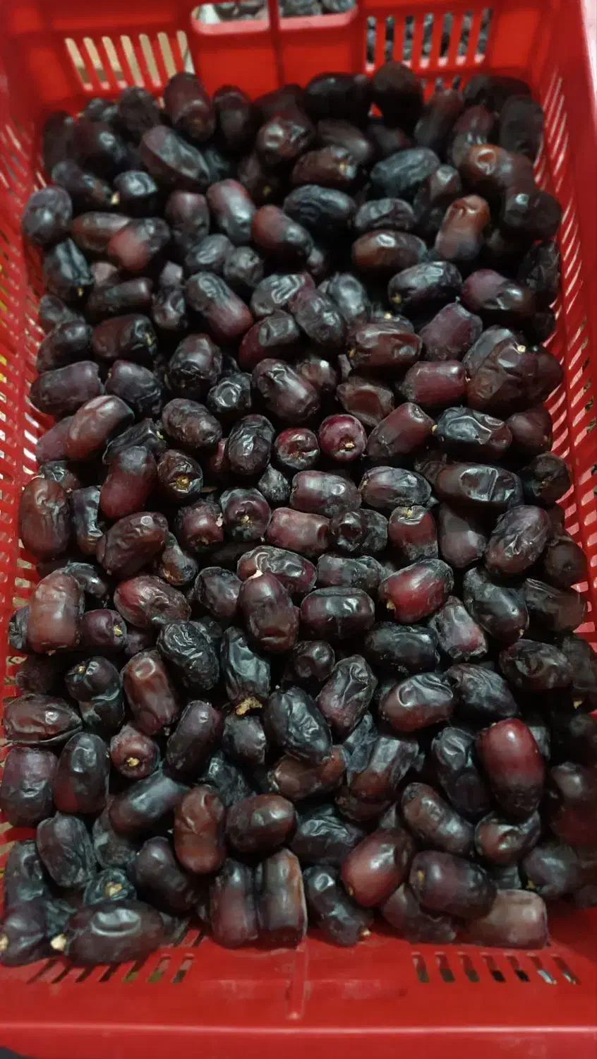 فروش خرمای درجه 1و2|حراج|بم, |دیوار