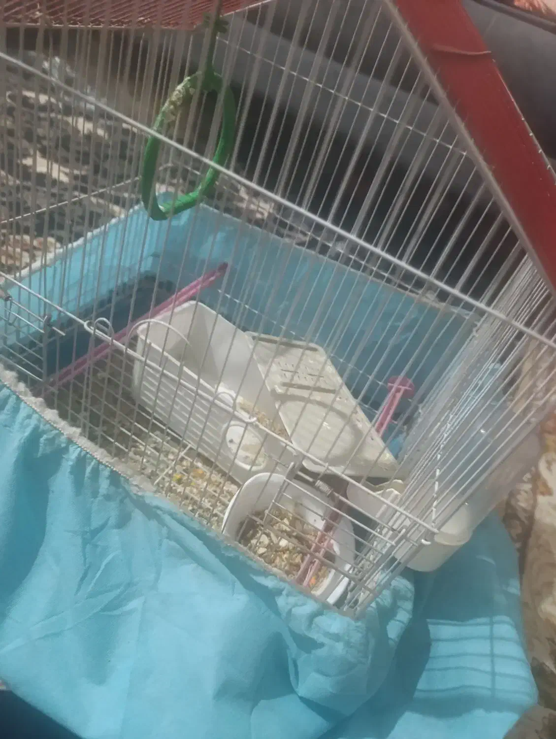 طوطی برزیلی|پرنده|رباطکریم, رباطکریم|دیوار