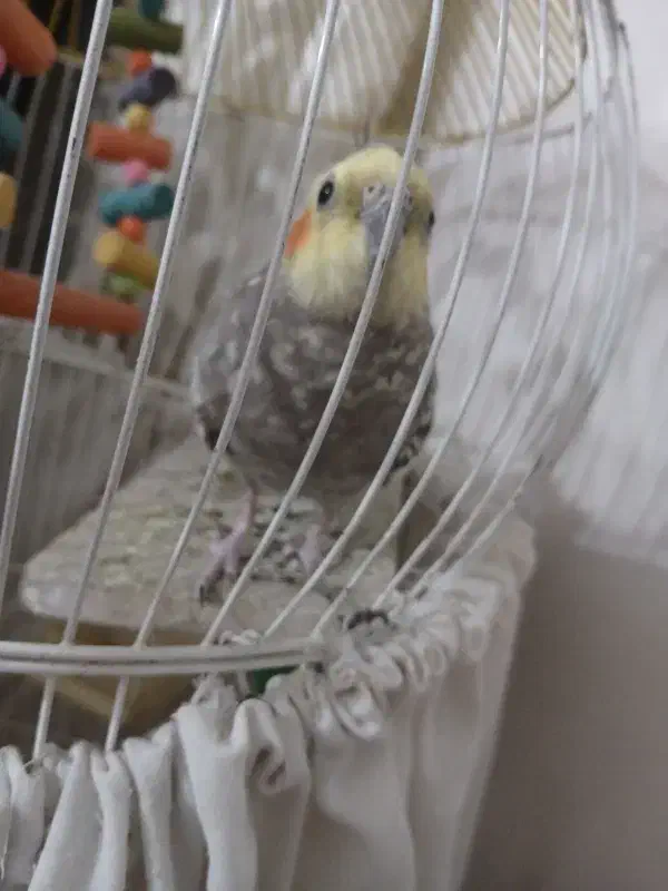 عروس هلندی نر|پرنده|ملایر, |دیوار