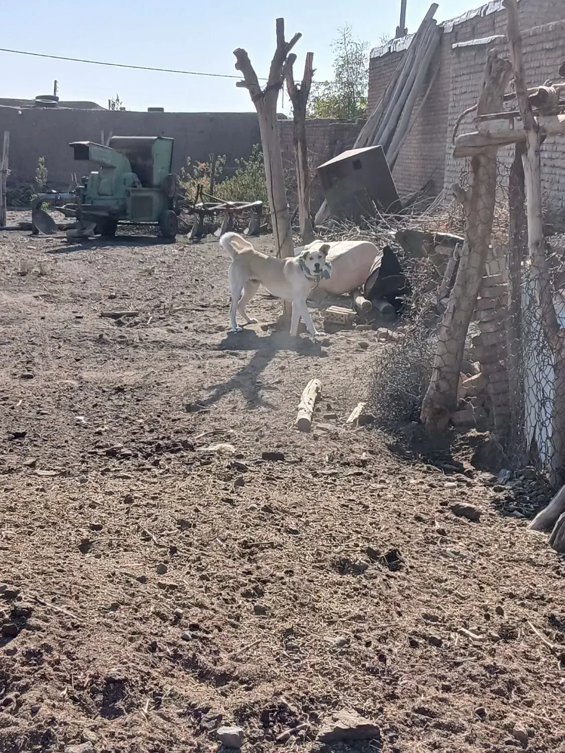 یک   گلاده سگ نر|سگ|نوشین شهر, |دیوار