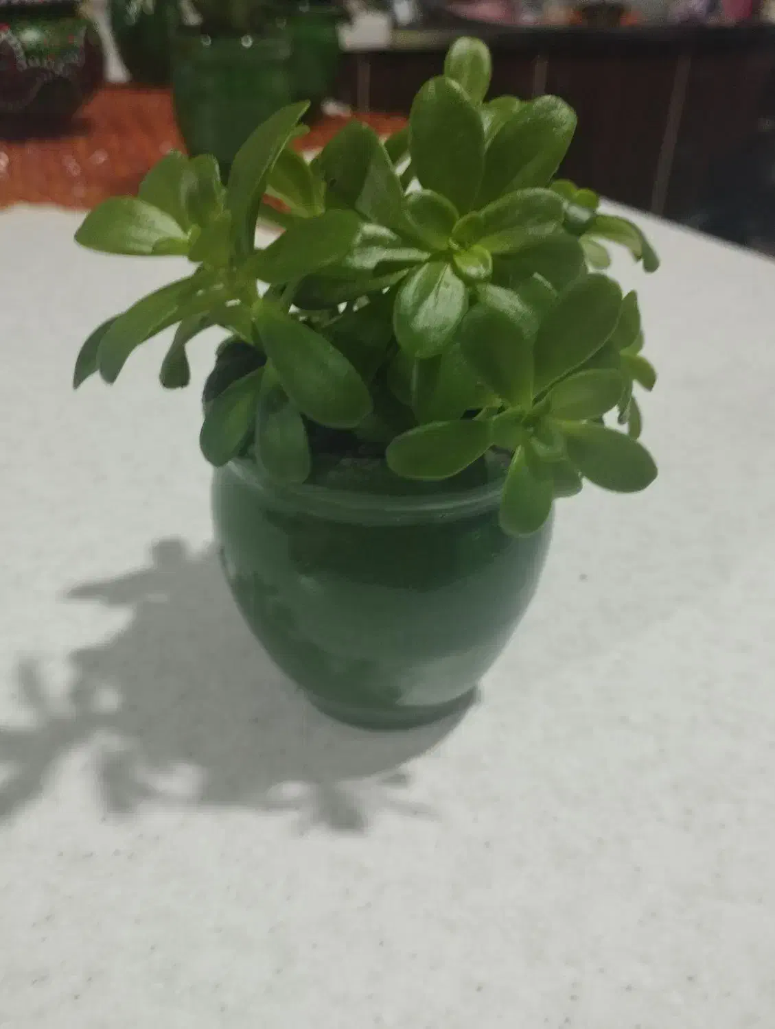 گل های کوچیک|گل و گیاه طبیعی|سلمان‌شهر, |دیوار