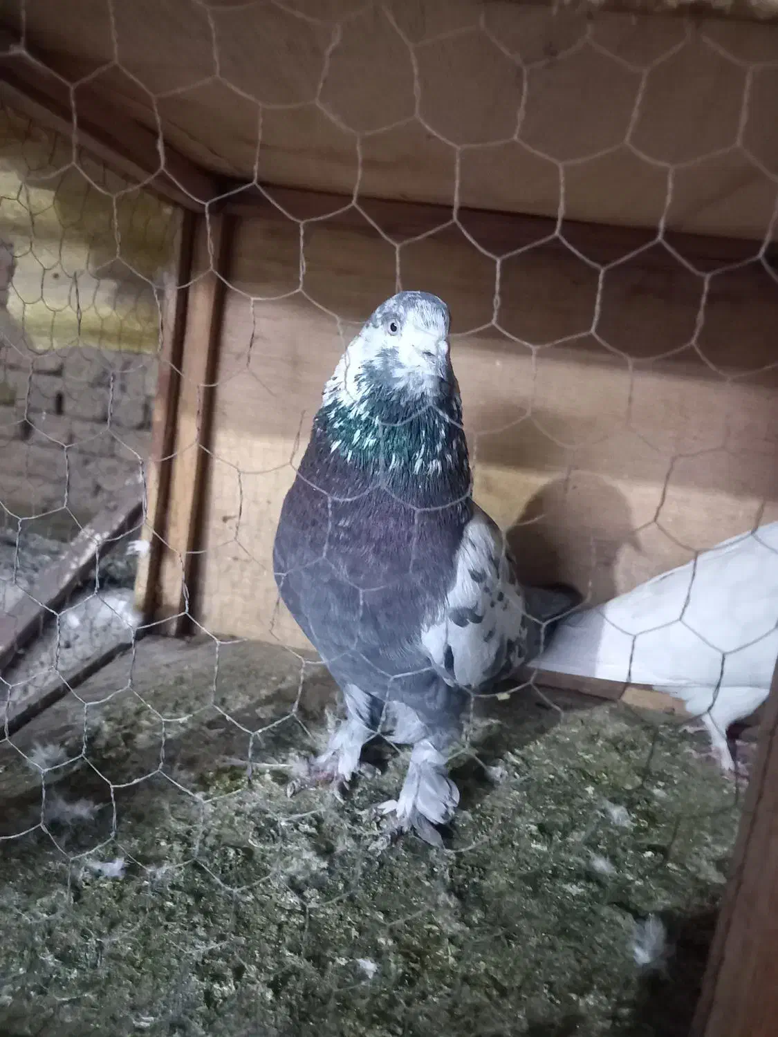 کفتر تهرانی|پرنده|ری, شهادت|دیوار