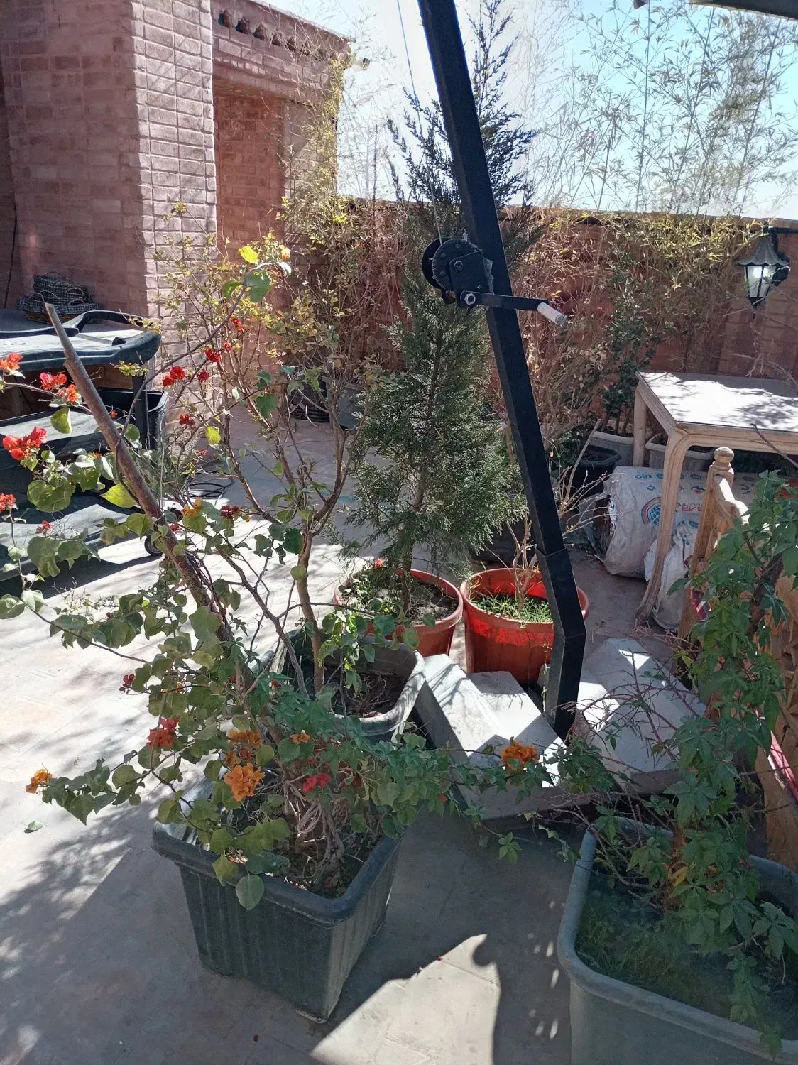 گل وگیاه|گل و گیاه طبیعی|شیراز, بازار|دیوار