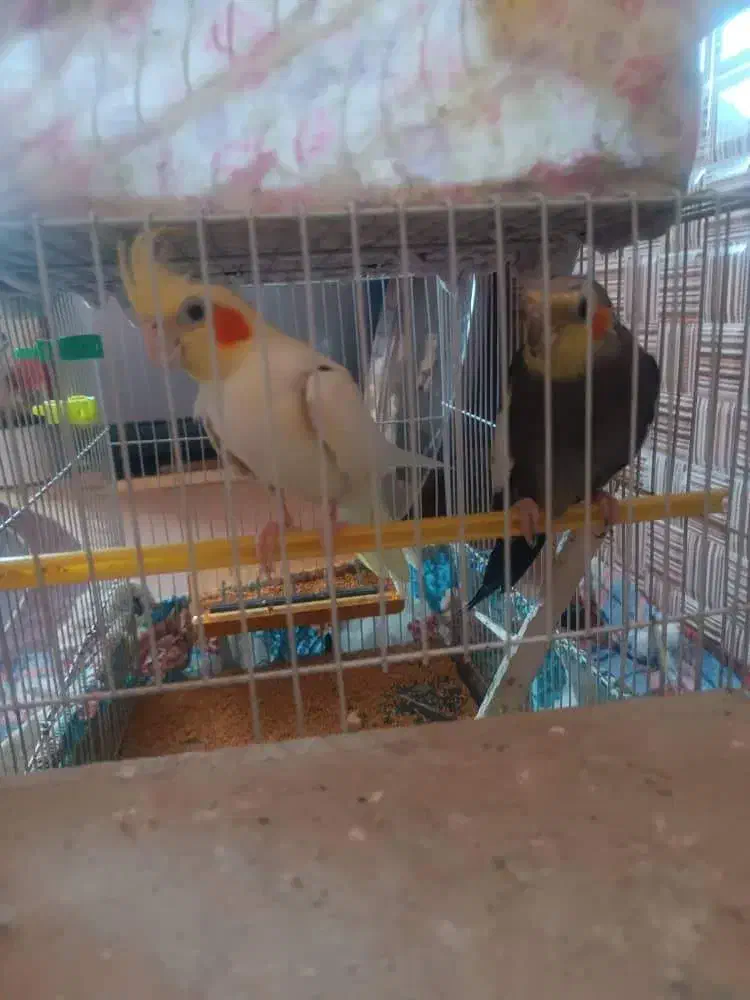 عروس هلندی مولد|پرنده|فنوج, |دیوار