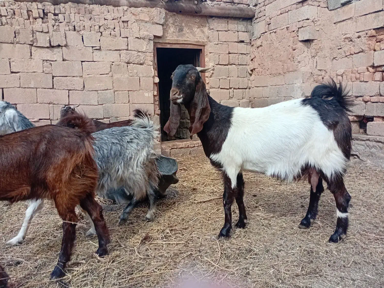 بز و کره میش|حیوانات مزرعه|چترود, |دیوار