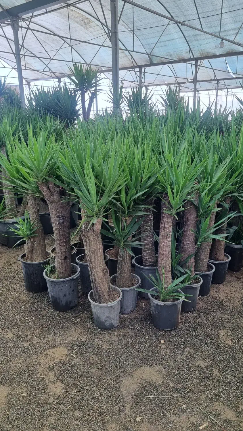 فروش یوکا خرده و عمده در تهران|گل و گیاه طبیعی|ری, سیزده آبان|دیوار