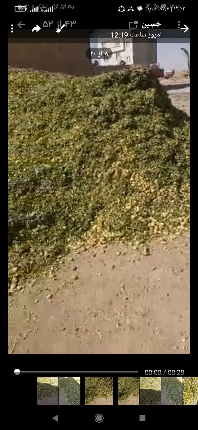 ذرت علوفه پر دان 7000|عمده‌فروشی|لالجین, |دیوار