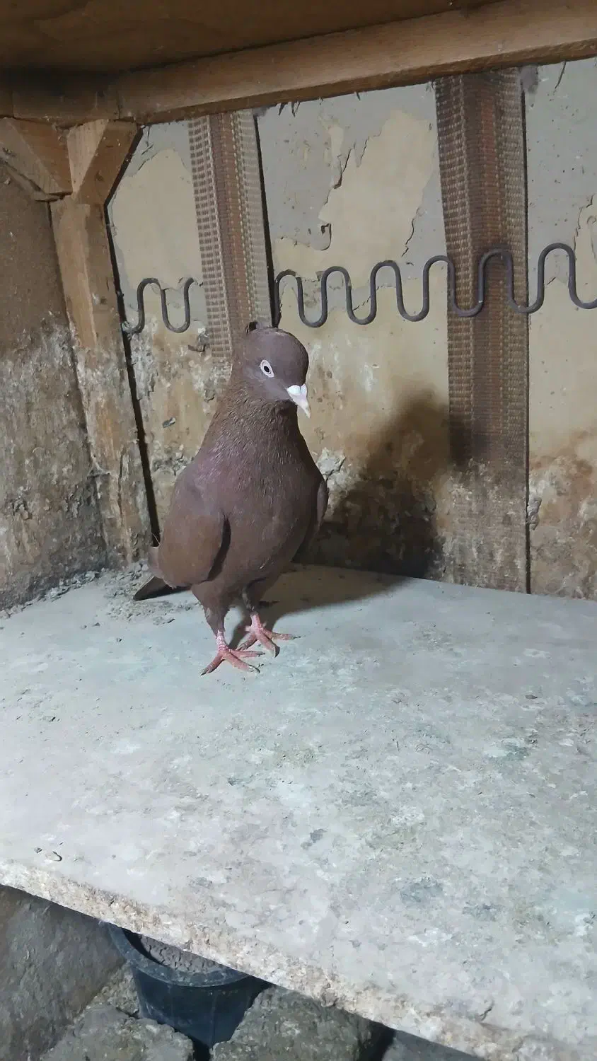 مادها اماده به جفت|پرنده|بجنورد, |دیوار