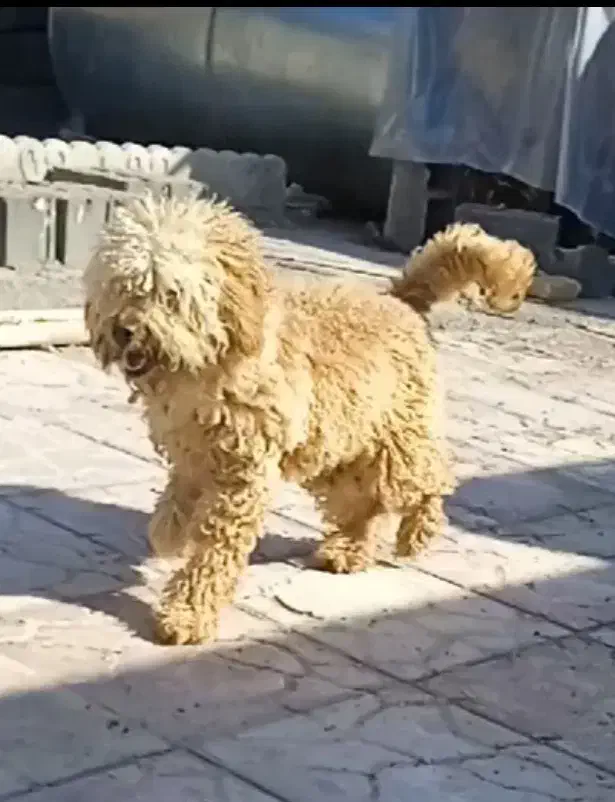 پودل نر وماده|سگ|مشهد, الهیه|دیوار