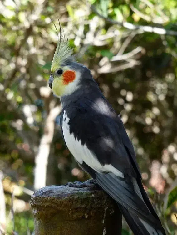 مژدگانی طوطی گم شده کوه نورد، میدان امام شافعی|پرنده|سنندج, |دیوار