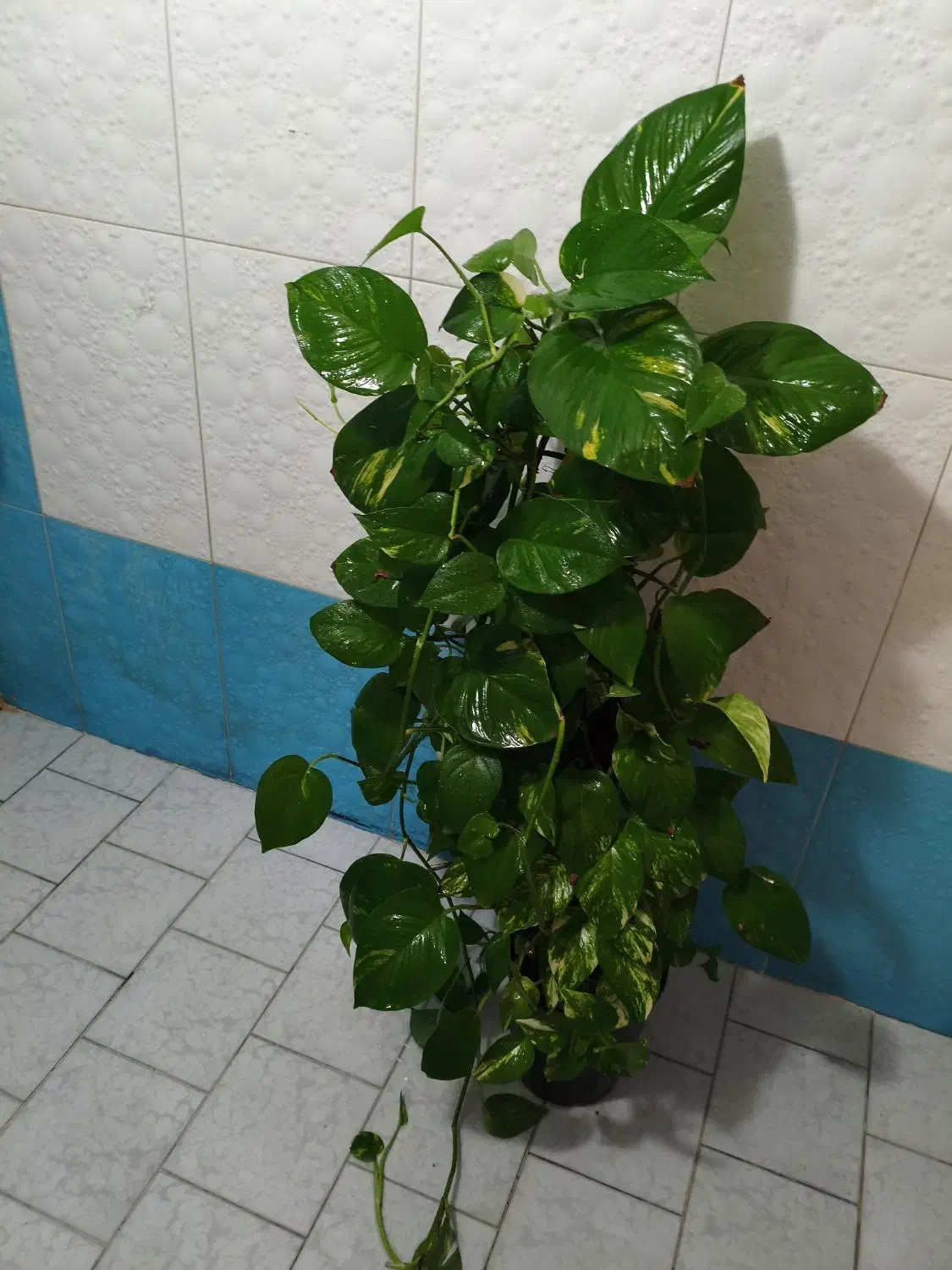 گل‌های طبیعی|گل و گیاه طبیعی|شیراز, درکی|دیوار