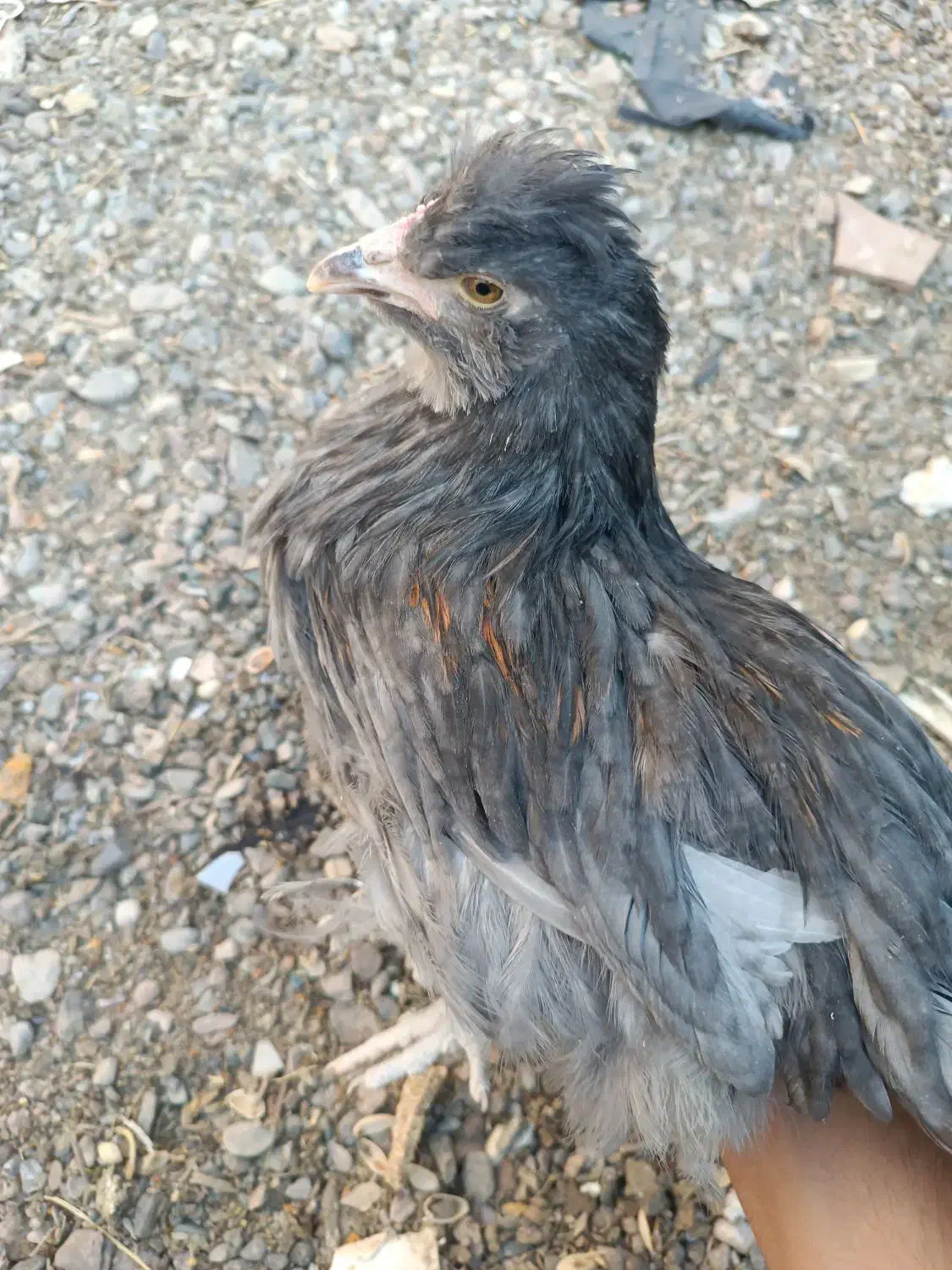 جوجه آراکانا و لاکنزی تخم آبی|حیوانات مزرعه|مشهد, طرق|دیوار